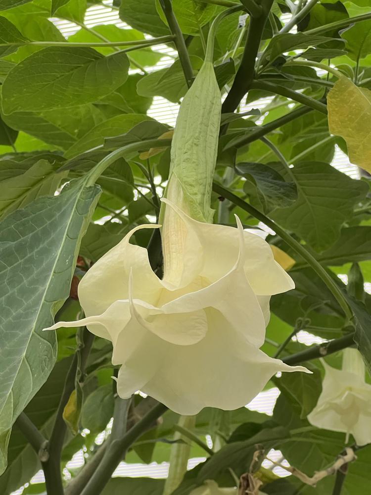 Photo of Angel's Trumpets (Brugmansia) uploaded by Floridian