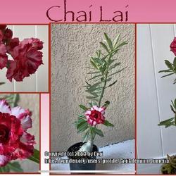 Location: My garden in Tampa, Florida
Date: 2023-11-12
My Chai Lai grafted desert rose, with seedpod.