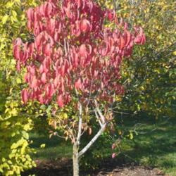 Location: Morton Arboretum in Lisle, Illinois
Date: 2023-10-24
red fall foliage on a young shrub-tree