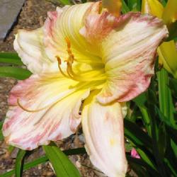 Location: Eagle Bay, New York
Date: 2023-07-25
Daylily (Hemerocallis 'Peppermint Ice') first year blooming in ga