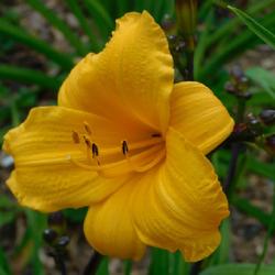Location: Eagle Bay, New York
Date: 2023-07-24
Daylily (Hemerocallis 'Sir Blackstem') in bloom, with dark scapes