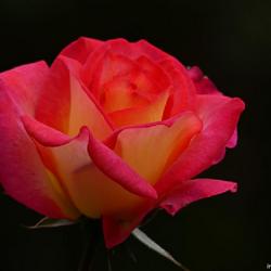 Location: little theater rose garden, raleigh, north carolina
Date: 2023-10-31
hybrid tea rose