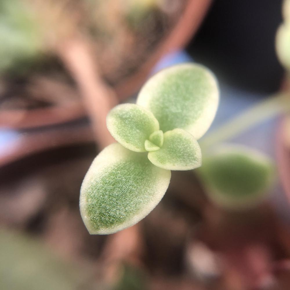 Photo of Sedum (Crassula pellucida subsp. marginalis 'Petite Bicolor') uploaded by sedumzz