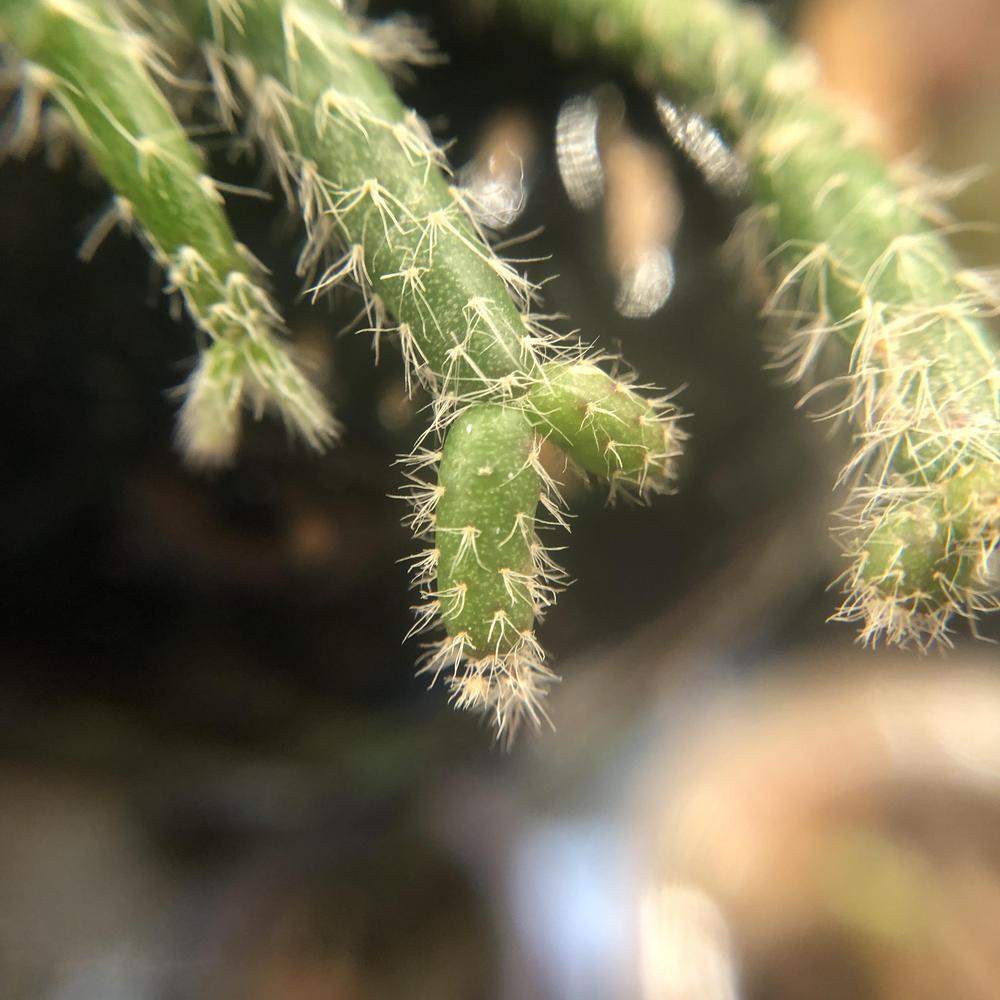 Photo of Mistletoe Cactus (Rhipsalis pilocarpa) uploaded by sedumzz