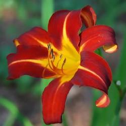 Location: Eagle Bay, New York
Date: 2005
Daylily (Hemerocallis 'Autumn Red') vintage daylily
