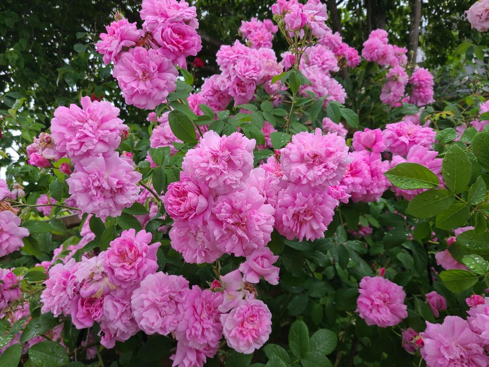 Photo of Damask Rose (Rosa 'Ispahan') uploaded by Aerith