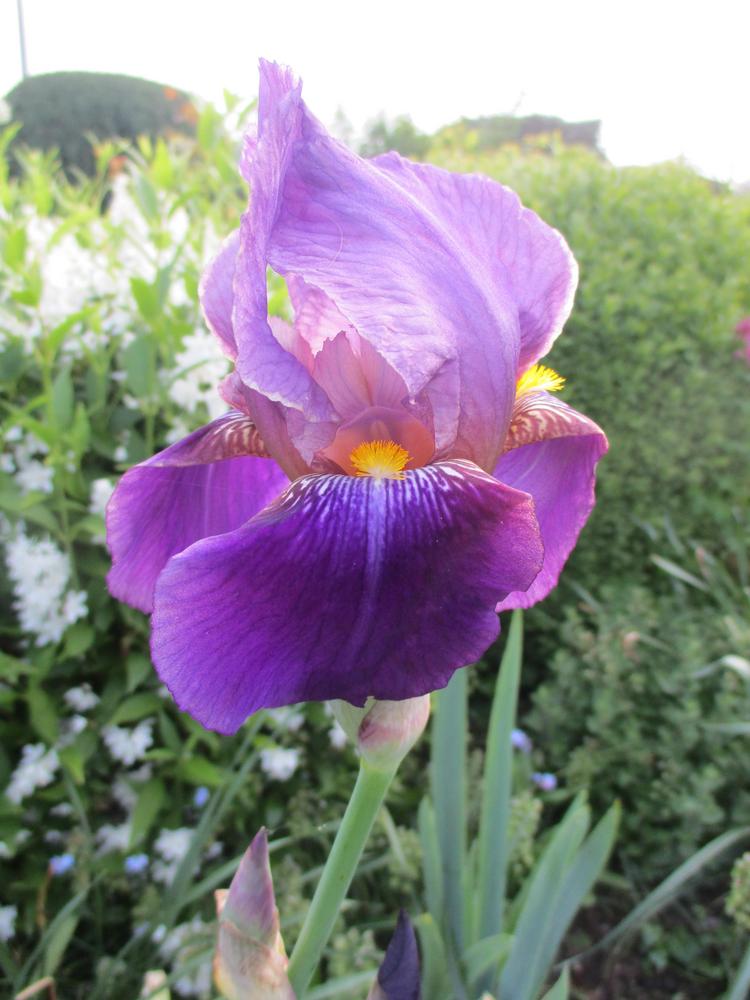 Photo of Tall Bearded Iris (Iris 'Lent A. Williamson') uploaded by Versicolor