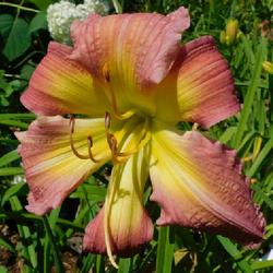 Location: Eagle Bay, New York
Date: 2023-07-28
Daylily (Hemerocallis 'John R. Pike') polys 80%, this is a non-po