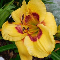 Location: Eagle Bay, New York
Date: 2023-07-29
Daylily (Hemerocallis 'Four Beasts in One') up close. First year 