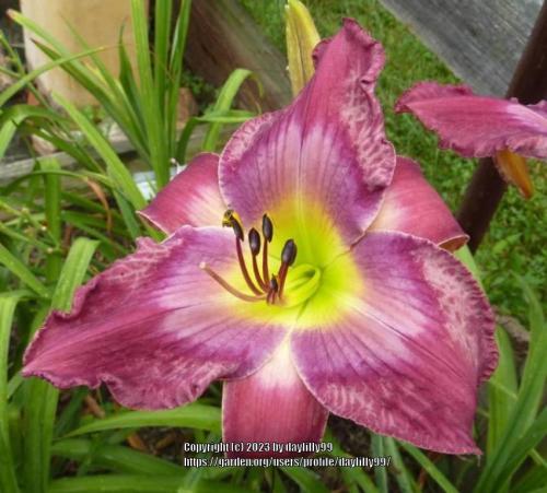 Thumb of 2023-11-14/daylilly99/4ea909