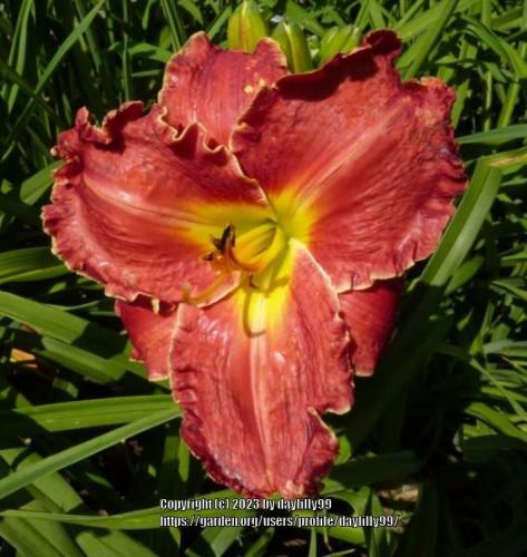 Thumb of 2023-11-14/daylilly99/86bf93