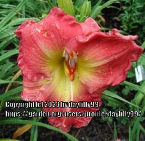 Thumb of 2023-11-14/daylilly99/899622