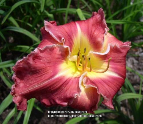 Thumb of 2023-11-14/daylilly99/ff6796