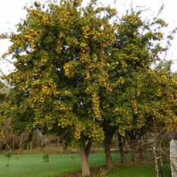 Location: Invercargill, New Zealand
Date: 2021-08-09
Mexican hawthorn trees in full fruit - late winter.