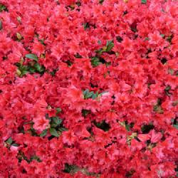Location: Invercargill, New Zealand
Date: 2016-10-20
Detail of Rhododendron Scarlet Wonder in full bloom