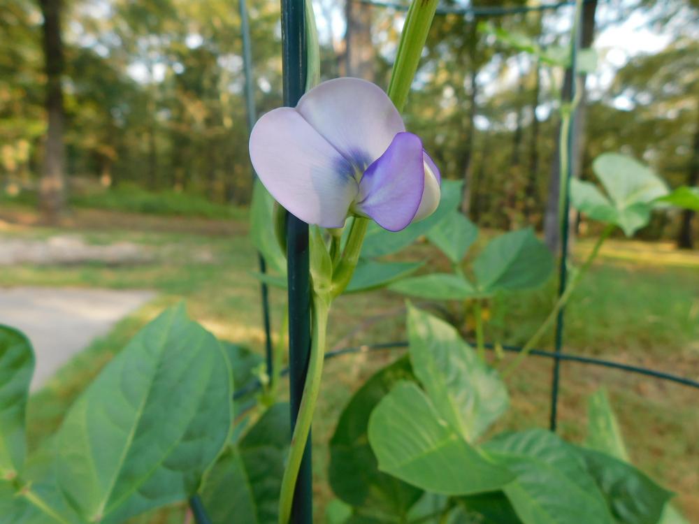 Photo of Cowpea (Vigna unguiculata 'Big Red Ripper') uploaded by wildflowers