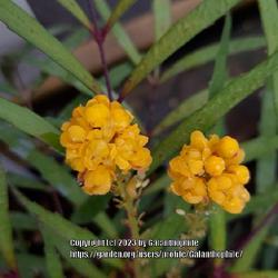 Location: Dobbies garden centre, Northumberland, England UK 
Date: 2023-11-15
Mahonia eurybracteata subsp. ganpinensis 'Soft Caress'