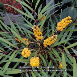 Location: Dobbies garden centre, Northumberland, England UK 
Date: 2023-11-15
Mahonia eurybracteata subsp. ganpinensis 'Soft Caress'