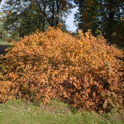 Location: Morton Arboretum in Lisle, Illinois
Date: 2023-10-24
shrub in fall color