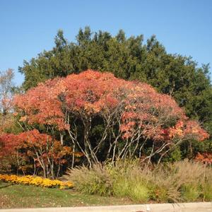 shrub pruned upward in fall color