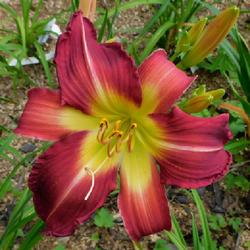 Location: Eagle Bay, New York
Date: 2023-07-31
Daylily (Hemerocallis 'Work with Me Annie') first summer in the g