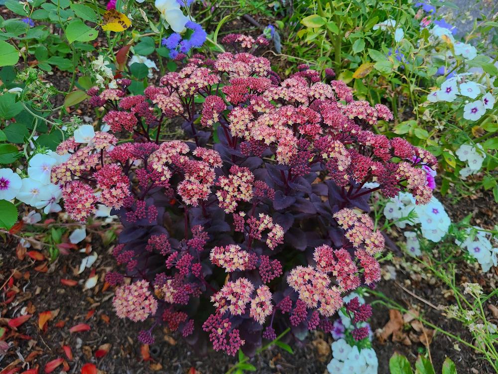 Photo of Stonecrop (Hylotelephium telephium subsp. telephium 'Purple Emperor') uploaded by Aerith