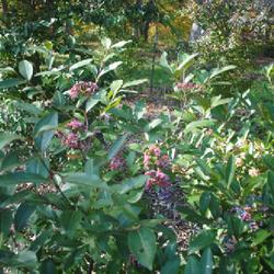 Location: Morton Arboretum in Lisle, Illinois
Date: 2023-10-24
pink to blue-black fruit