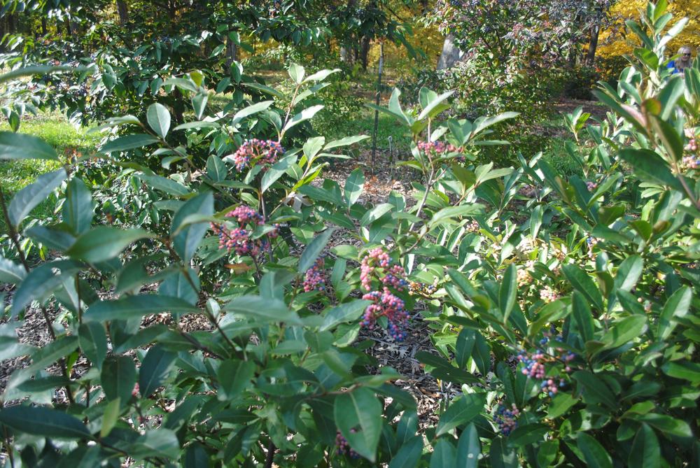 Photo of Possumhaw Viburnum (Viburnum nudum) uploaded by ILPARW