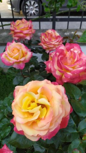 Photo of Rose (Rosa 'Love & Peace') uploaded by rickycr