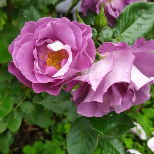 Photo of Floribunda Rose (Rosa 'Blue for You') uploaded by rickycr