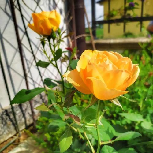 Photo of Rose (Rosa 'Paolo Pejrone Giardiniere') uploaded by rickycr