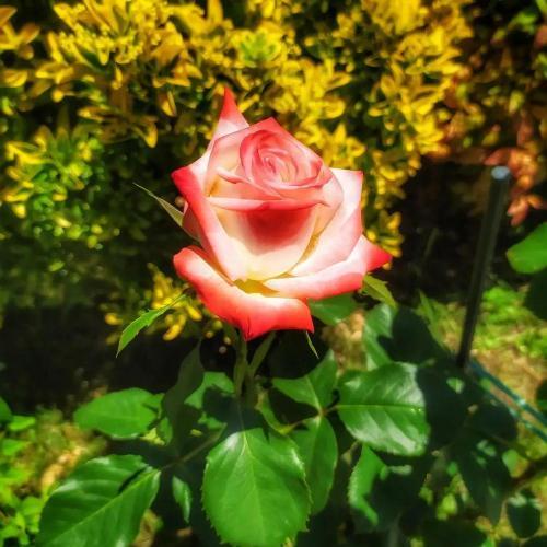 Photo of Rose (Rosa 'Imperatrice Farah') uploaded by rickycr