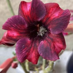 Location: My garden in Tampa, Florida
Date: 2023-11-26
A bug in my Sakda Purple desert rose’s bloom.