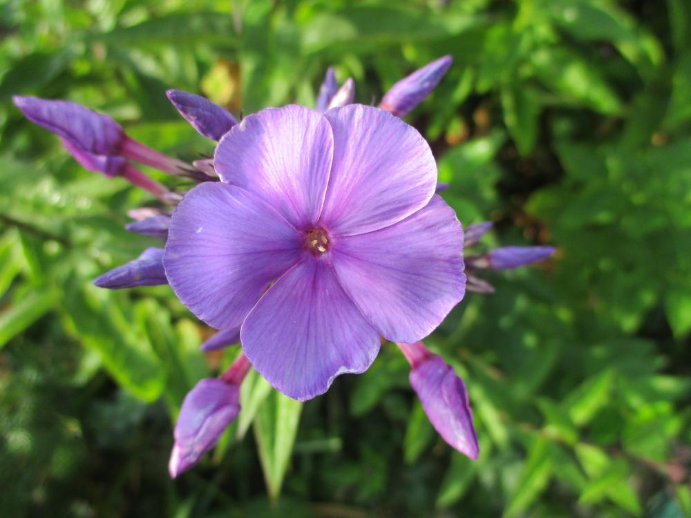 Photo of Garden Phlox (Phlox paniculata 'Blue Paradise') uploaded by Versicolor