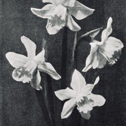 
Date: c.1923
photo from 'The Garden', March 31, 1923