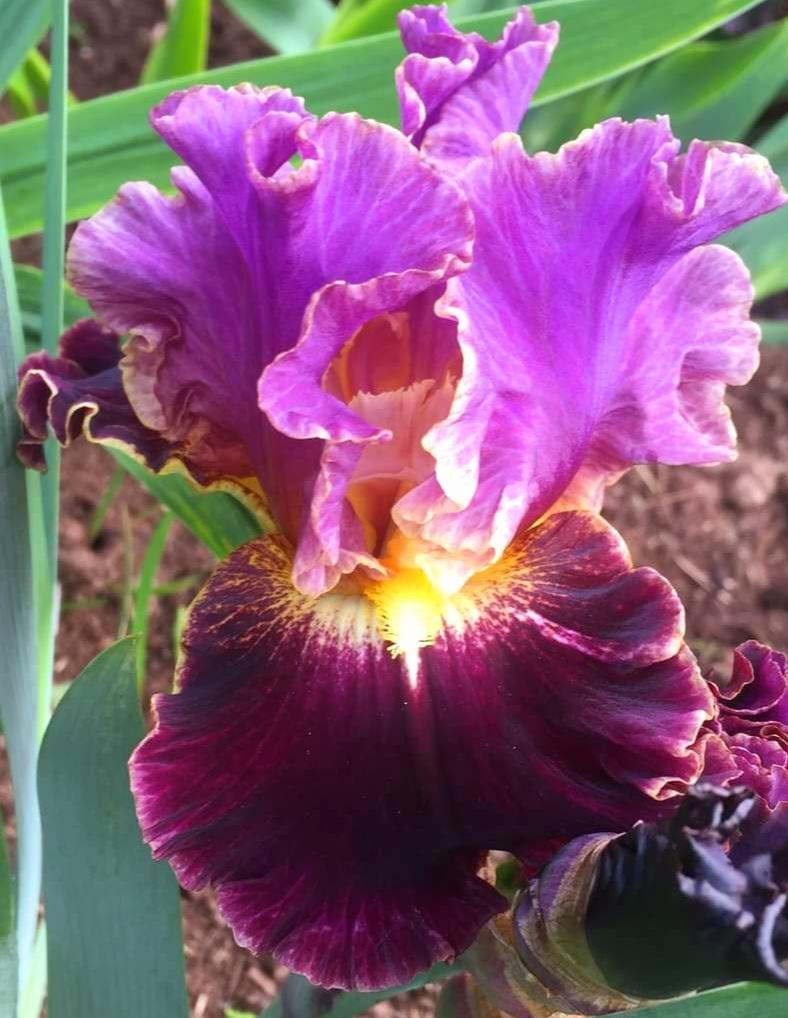 Photo of Border Bearded Iris (Iris 'Enlightened') uploaded by gwhizz