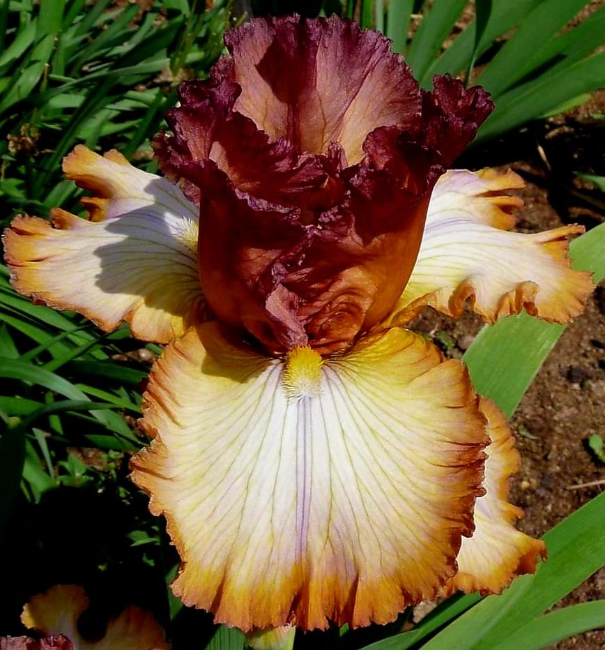 Photo of Tall Bearded Iris (Iris 'Scottish Reel') uploaded by gwhizz