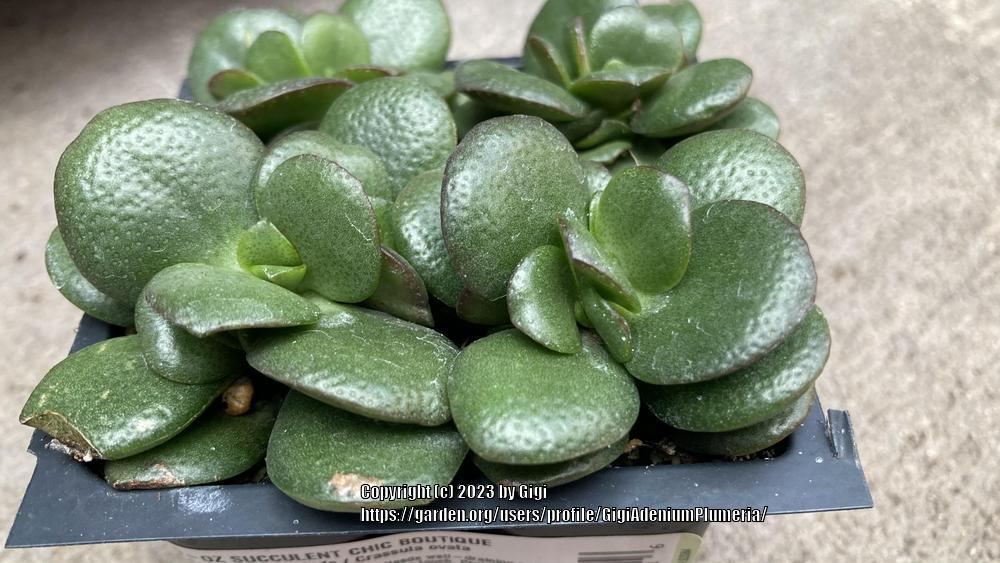 Photo of Jade Plant (Crassula ovata) uploaded by GigiAdeniumPlumeria