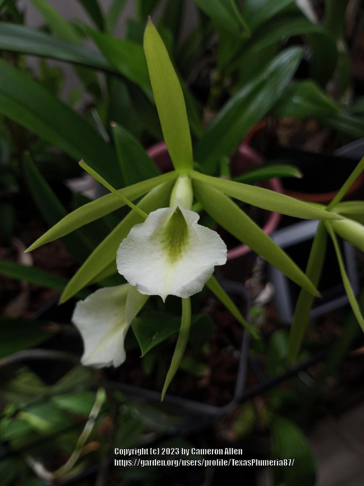 Photo of Orchid (Procatavola Key Lime Stars) uploaded by TexasPlumeria87