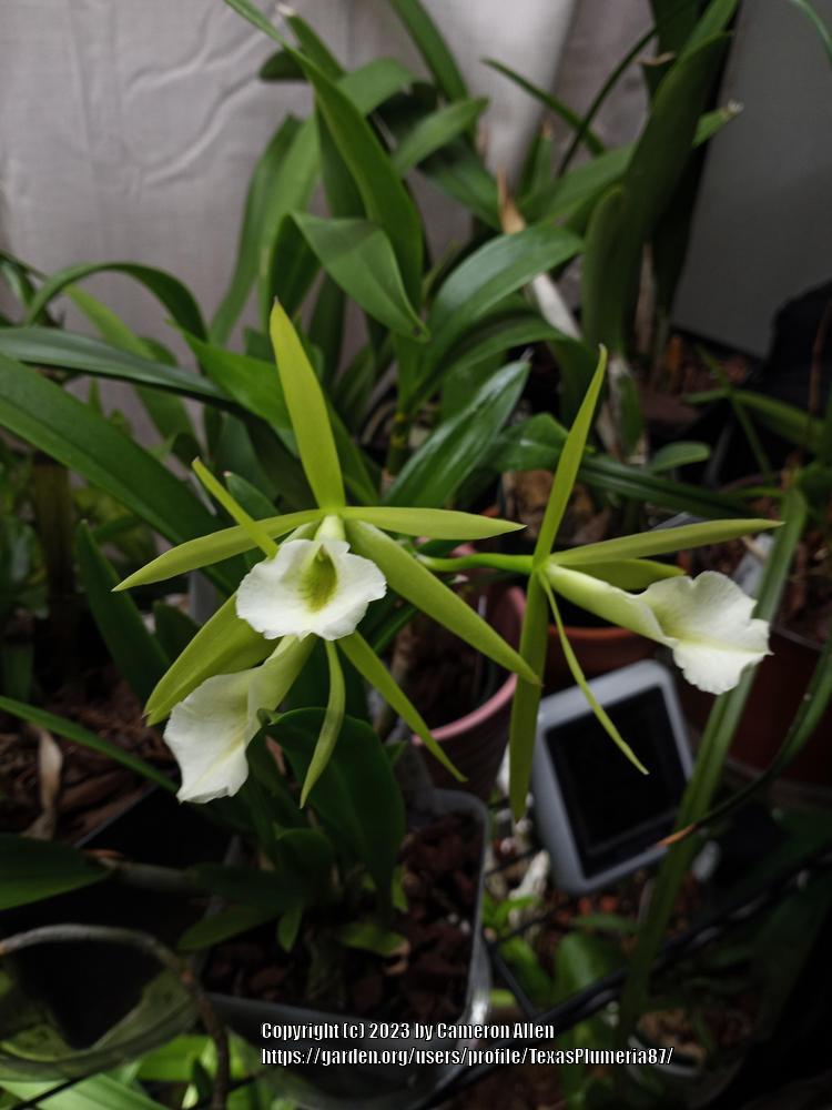 Photo of Orchid (Procatavola Key Lime Stars) uploaded by TexasPlumeria87