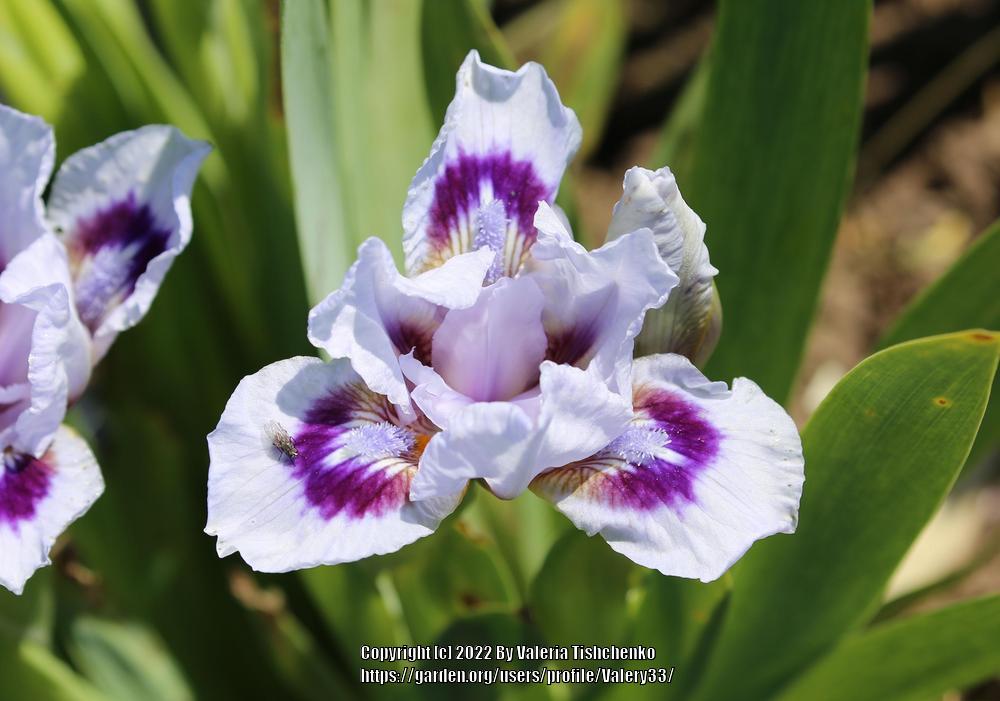 Photo of Standard Dwarf Bearded Iris (Iris 'O'Mine') uploaded by Valery33