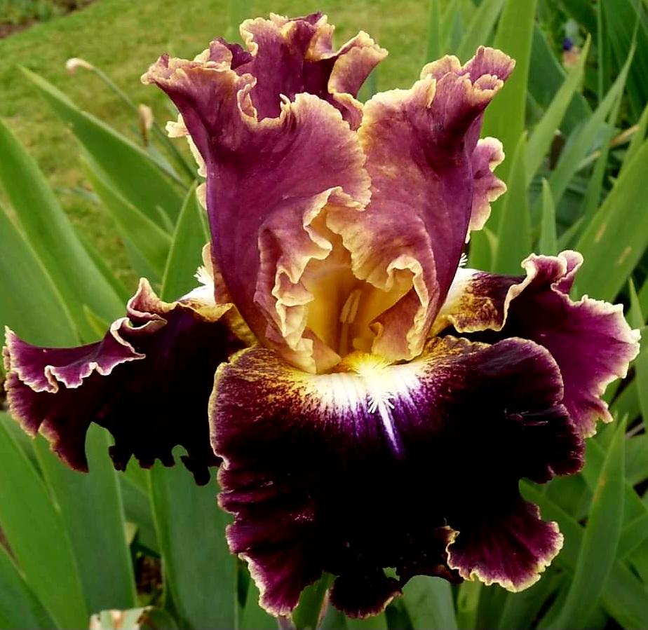 Photo of Tall Bearded Iris (Iris 'Montmartre') uploaded by gwhizz