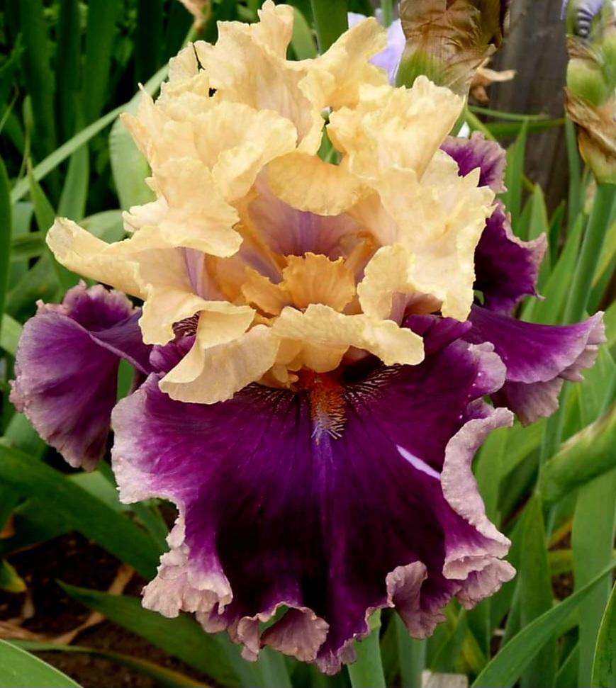 Photo of Tall Bearded Iris (Iris 'Roaring Twenties') uploaded by gwhizz