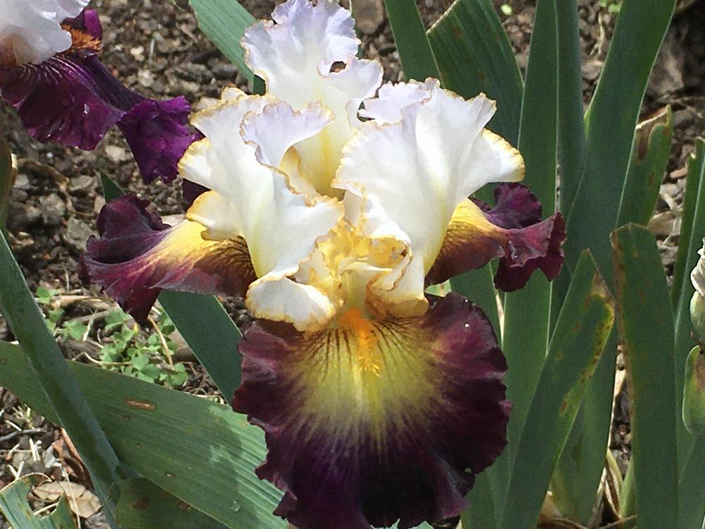 Photo of Tall Bearded Iris (Iris 'Superhero') uploaded by Neela