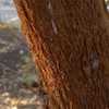 Cinnamon colored exfoliating bark