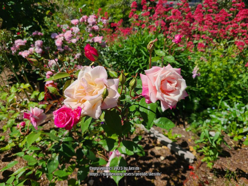Photo of Rose (Rosa 'Madame Antoine Mari') uploaded by Aerith