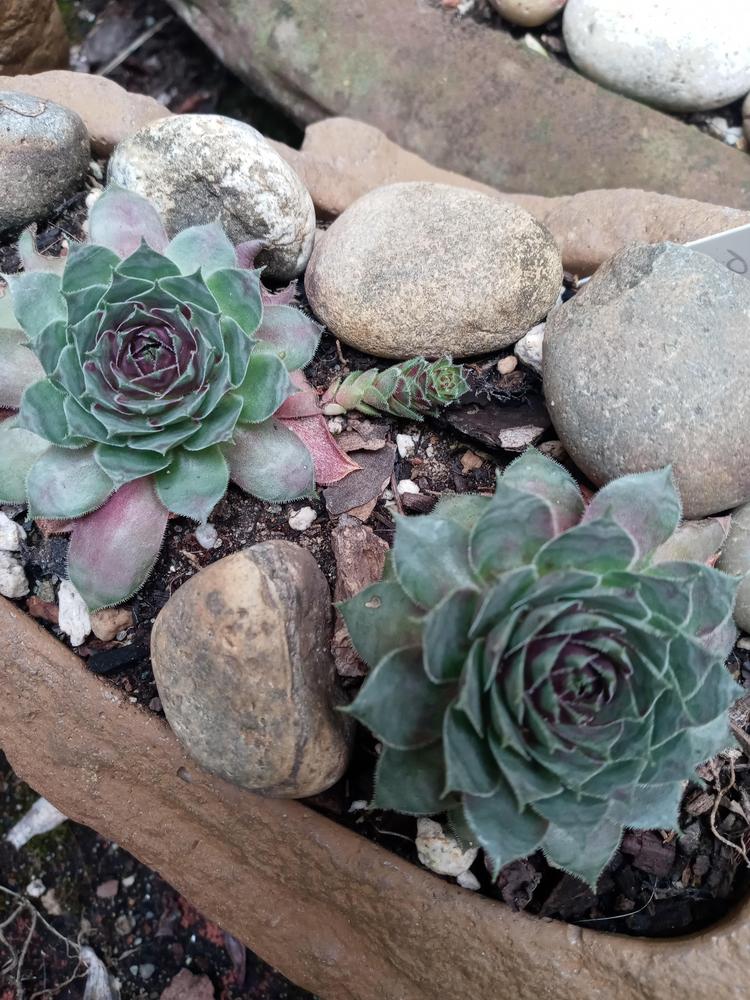 Photo of Hen and Chicks (Sempervivum 'Picasso') uploaded by GentianGrower