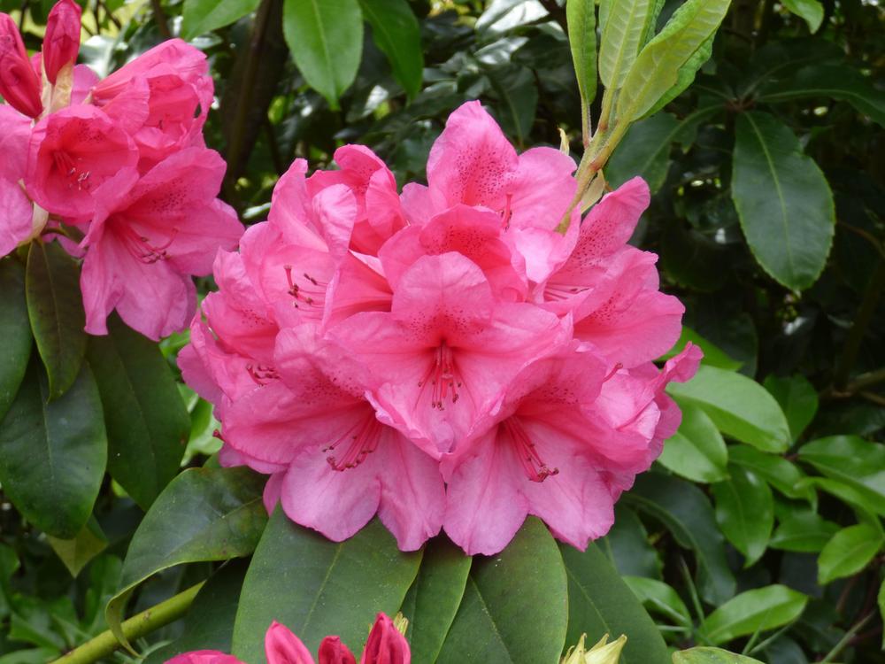 Photo of Rhododendron 'Anna Rose Whitney' uploaded by KGFerg