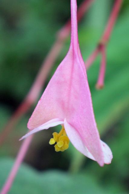 Photo of Hardy Begonia (Begonia grandis 'Heron's Pirouette') uploaded by RuuddeBlock