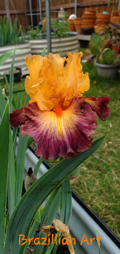 Photo of Tall Bearded Iris (Iris 'Brazilian Art') uploaded by javaMom